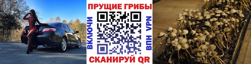 блэк спрут как войти  Донской  Псилоцибиновые грибы Psilocybe 